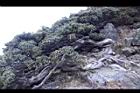 玉山圓柏050.jpg