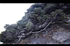 玉山圓柏051.jpg