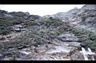 玉山圓柏053.jpg
