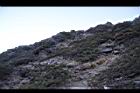 玉山圓柏054.jpg