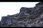 玉山圓柏057.jpg