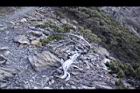 玉山圓柏060.jpg