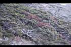玉山圓柏067.JPG