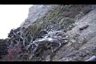 玉山圓柏068.JPG