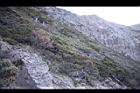 玉山圓柏071.JPG