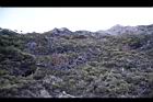 玉山圓柏072.JPG