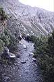 玉山圓柏073.JPG