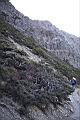 玉山圓柏075.JPG