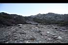 玉山圓柏077.JPG