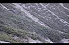 玉山圓柏081.JPG