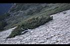 玉山圓柏082.JPG