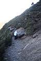 玉山圓柏085.JPG
