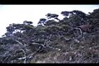 玉山圓柏087.JPG