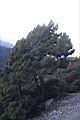 玉山圓柏088.JPG