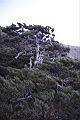 玉山圓柏090.JPG
