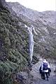 玉山圓柏093.JPG