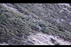 玉山圓柏096.JPG