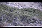 玉山圓柏097.JPG