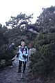 玉山圓柏099.JPG