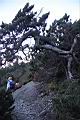 玉山圓柏100.JPG