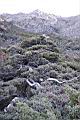玉山圓柏110.JPG
