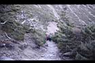 玉山圓柏111.JPG