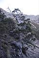 玉山圓柏113.JPG