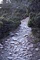 玉山圓柏120.JPG