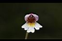 玉山小米草-花14.JPG
