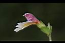 玉山小米草-花18.JPG