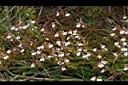 玉山小米草01.JPG