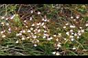 玉山小米草04.JPG