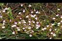 玉山小米草05.JPG