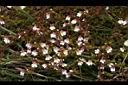 玉山小米草06.JPG