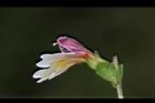 玉山小米草-花19.JPG