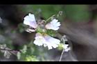 玉山小米草-花36.jpg