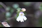 玉山小米草-花37.jpg