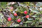玉山小蘗-紅實21.jpg