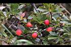 玉山小蘗-紅實22.jpg