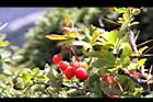 玉山小蘗-紅實26.jpg
