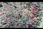 玉山小蘗-紅實31.jpg