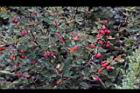 玉山小蘗-紅實34.jpg