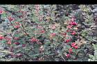玉山小蘗-紅實39.jpg