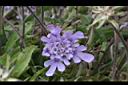 玉山山蘿蔔-花05.jpg