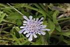 玉山山蘿蔔-花06.jpg