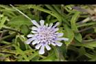 玉山山蘿蔔-花07.jpg