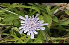 玉山山蘿蔔-花08.jpg