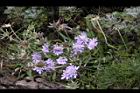 玉山山蘿蔔-花15.jpg