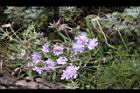 玉山山蘿蔔-花16.jpg