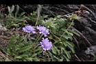 玉山山蘿蔔-花17.jpg